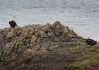The local pair of eagles at Yaquina Head.